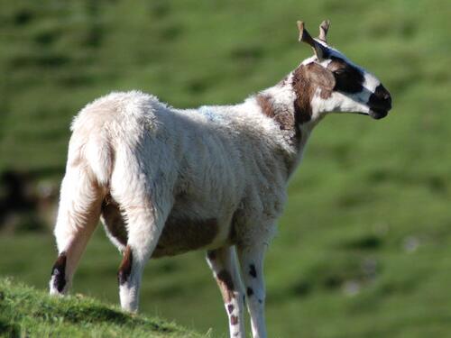         金羊:辛未年(1931年,1991